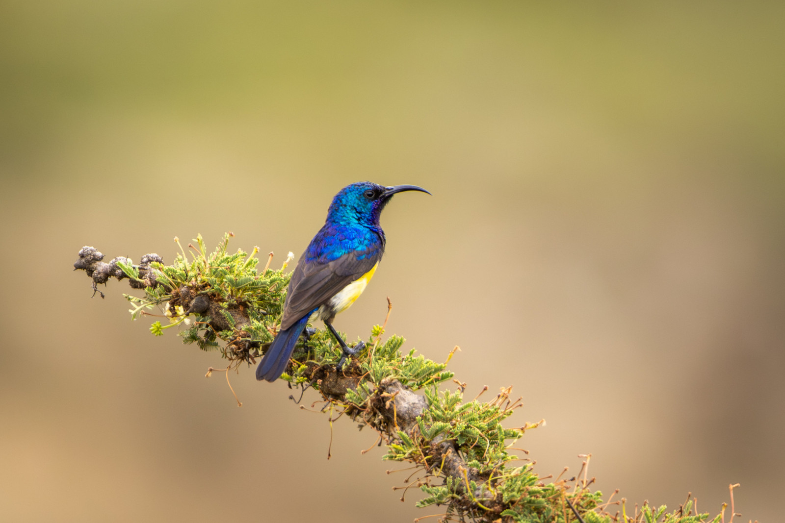 image Collared Sunbird